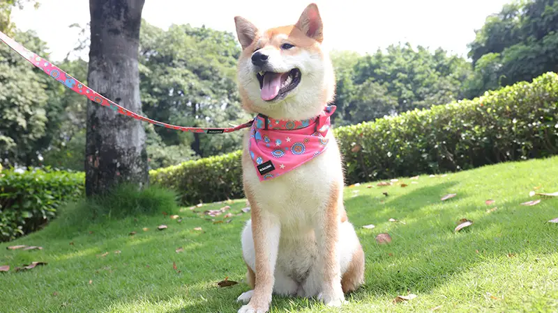 Okeypets dog collar scraf and leash set for daily dogs outdoor walking running training 1