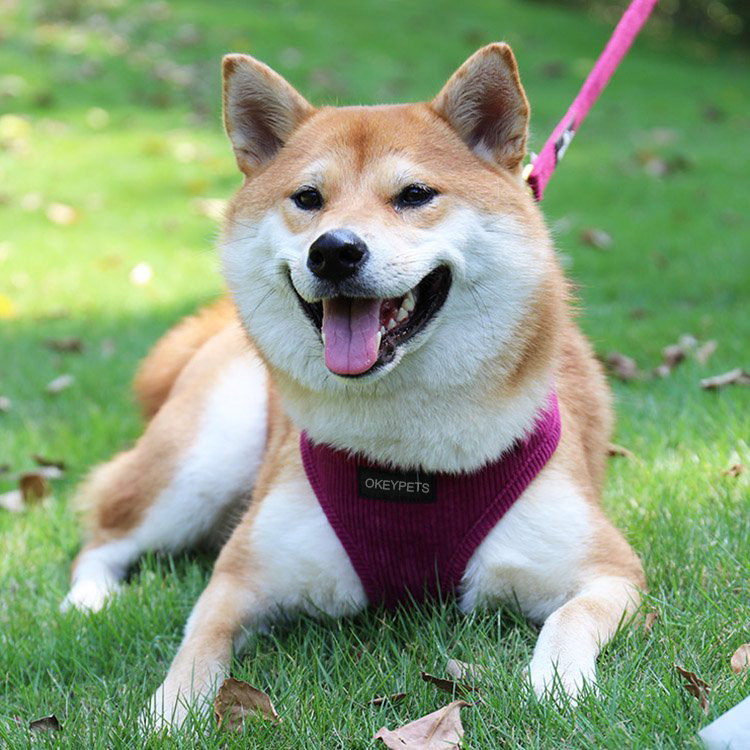 OKEYPETS Custom Corduroy Dog Harness Set-Soft  comfortable 13