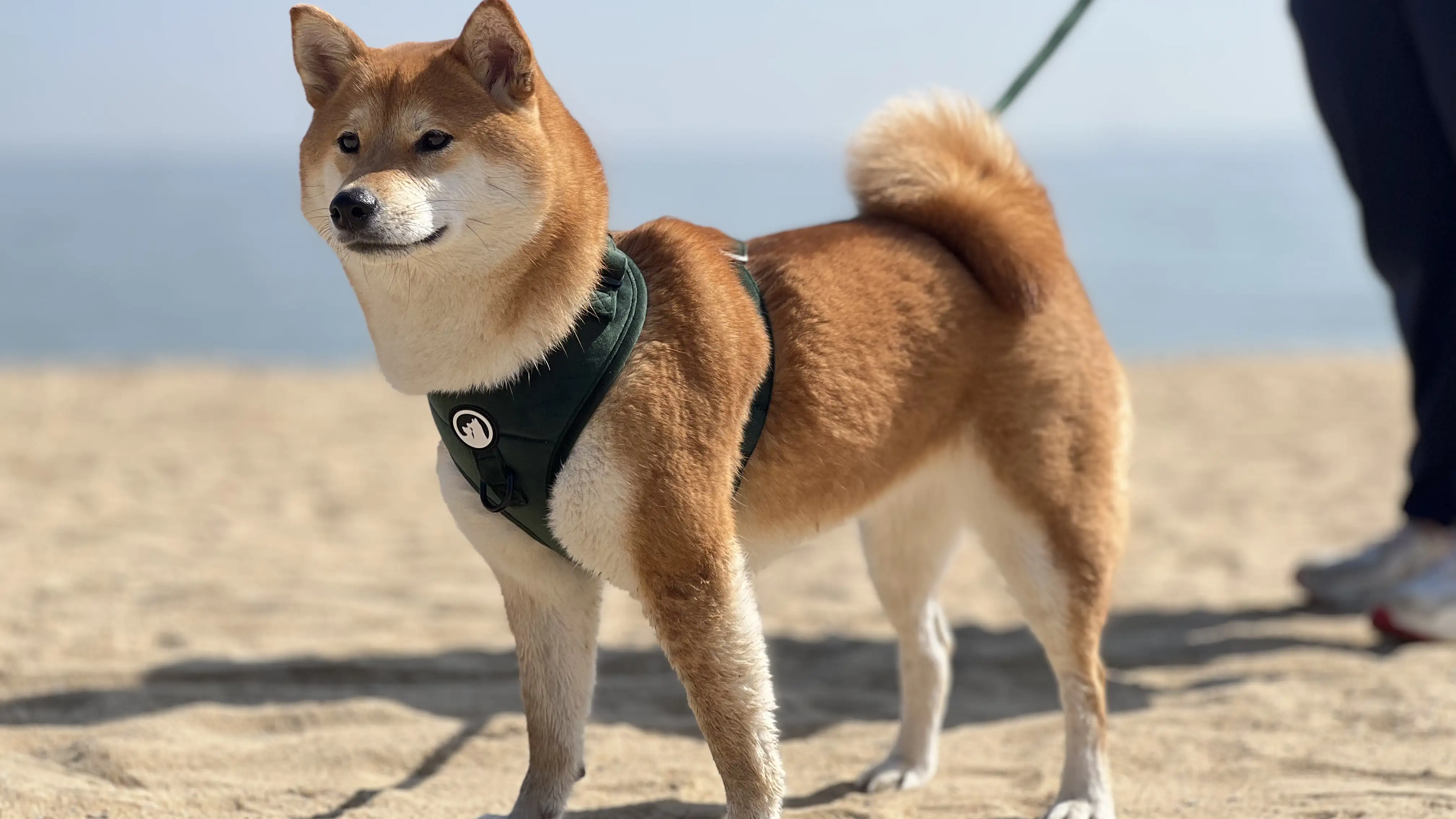 Fabricants de harnais pour chiens en velours OEM, vente en gros de harnais et laisses pour chiens de luxe, harnais en velours sur mesure. 1