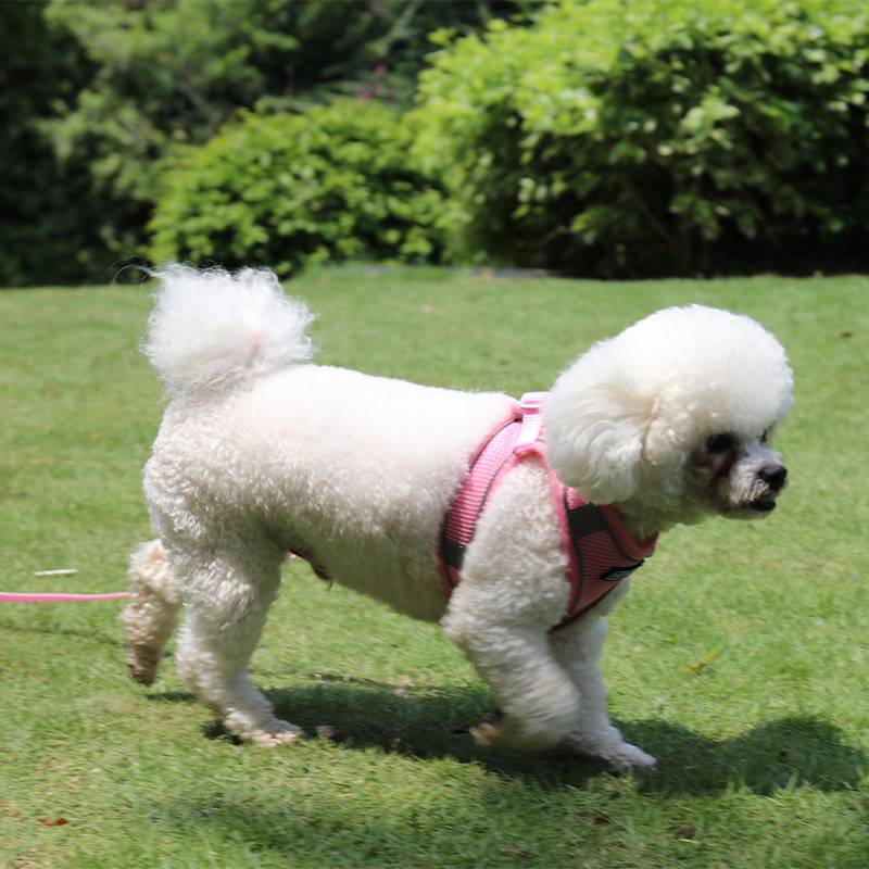 Harnais pour chiots en maille souple OKEYPETS, respirant et anti-traction 8