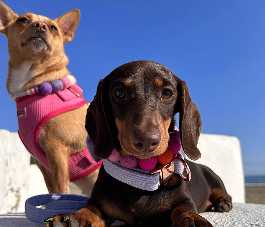 Comment les clients espagnols évaluent-ils les produits OKEYPETS ? 3