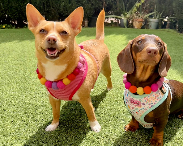 Comment les clients espagnols évaluent-ils les produits OKEYPETS ? 5