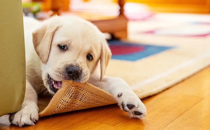 Liste de contrôle essentielle pour les nouveaux propriétaires de chiens 3