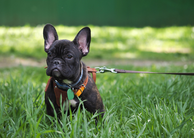 Liste de contrôle essentielle pour les nouveaux propriétaires de chiens 5