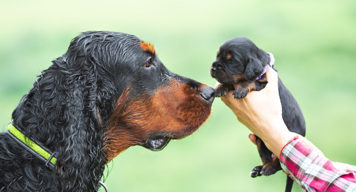 Liste de contrôle essentielle pour les nouveaux propriétaires de chiens 2