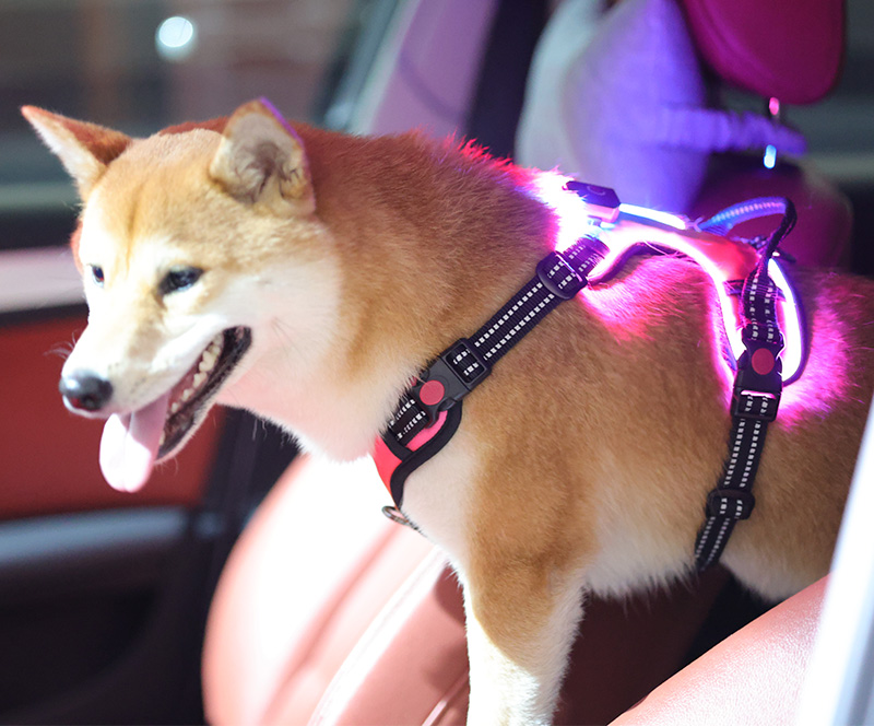 OKEYPETS Harnais pour chien rechargeable USB, vente en gros, harnais LED pour chiens de taille moyenne 2