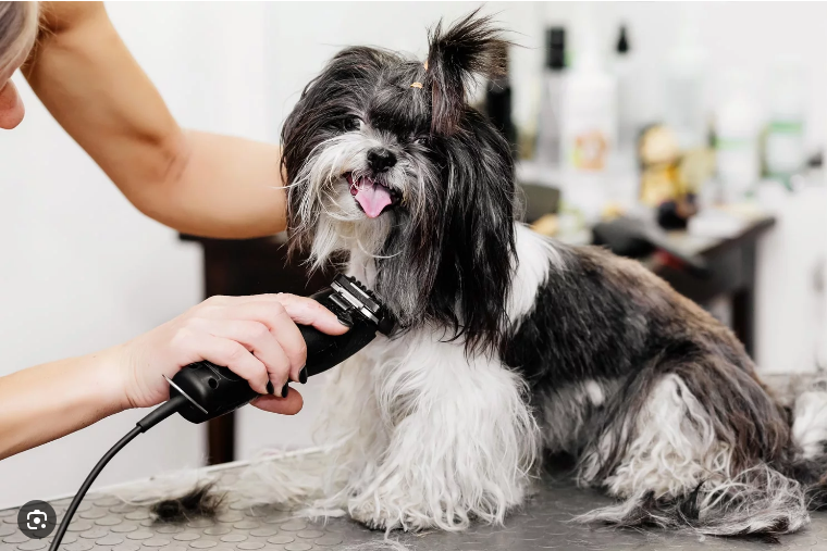 Tendances des fournitures pour animaux de compagnie jusqu'en 2024 5