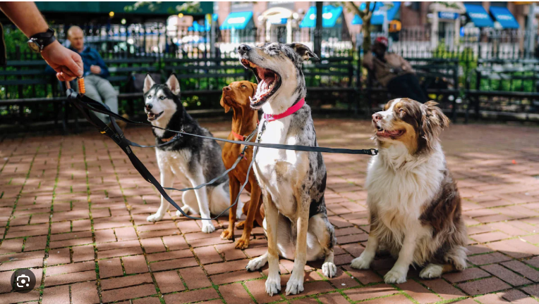 Tendances des fournitures pour animaux de compagnie jusqu'en 2024 3