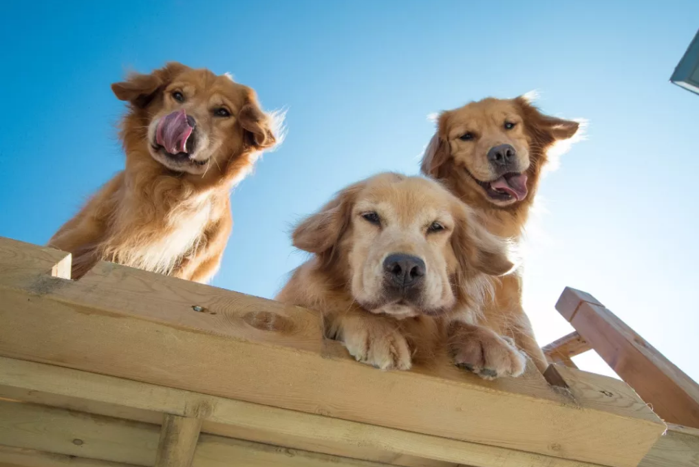 Tendances des fournitures pour animaux de compagnie jusqu'en 2024 4