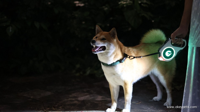 Laisse rétractable LED OKEYPETS pour chien 2