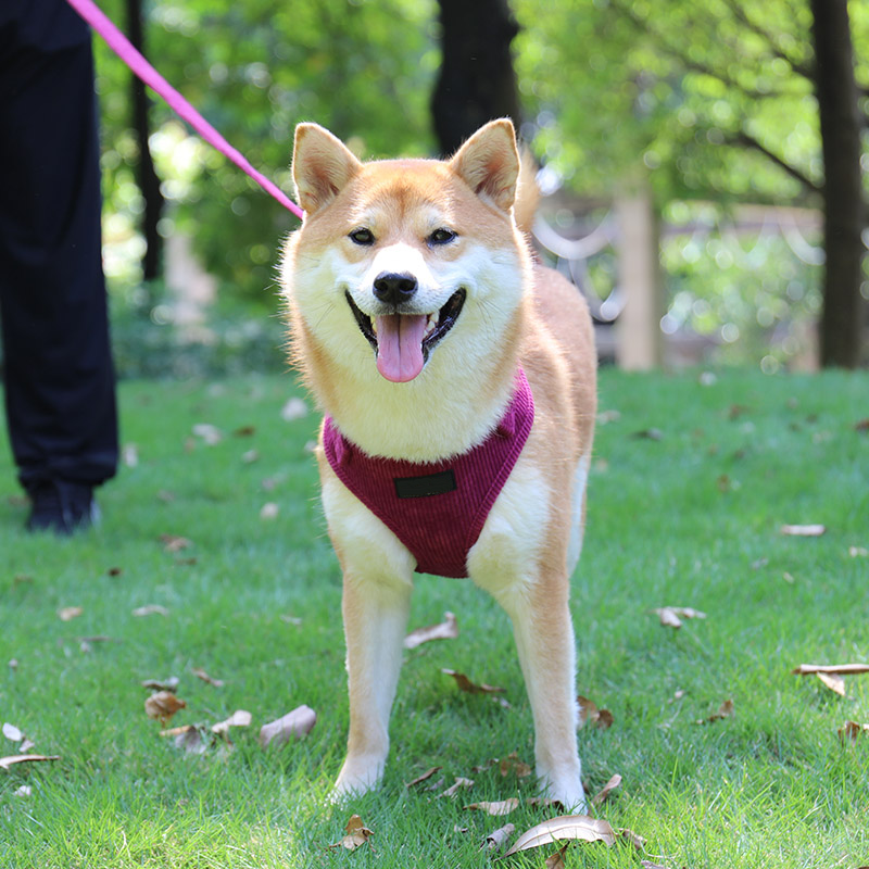 Ensemble harnais pour chien en velours côtelé bleu foncé, pour chiens de petite et moyenne race 15