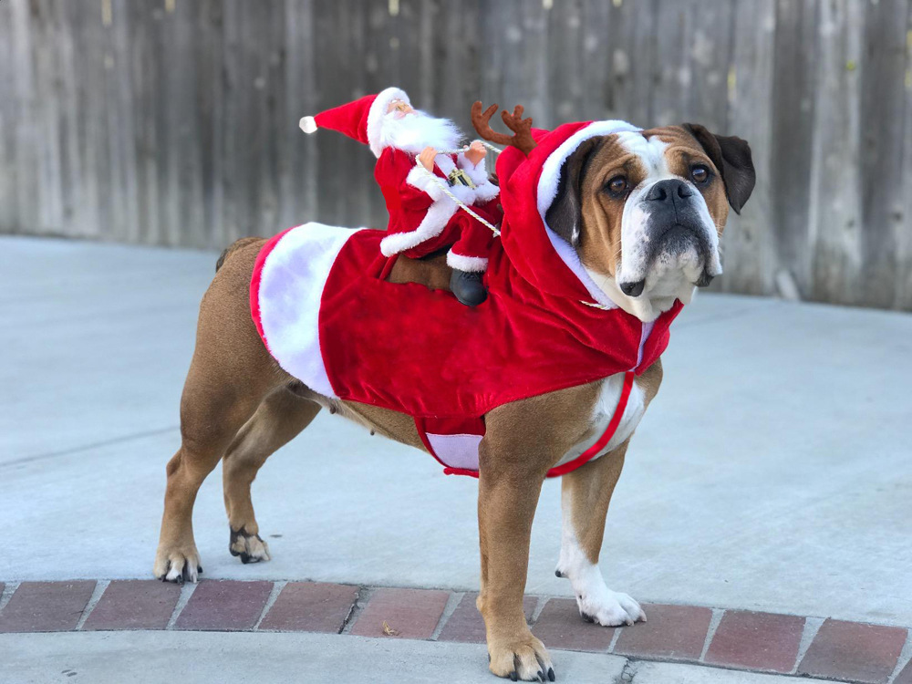 Vêtements de Noël et d'Halloween pour chiens en gros, vêtements mignons pour chiens de petite, moyenne et grande taille, vêtements de luxe pour chiens 4