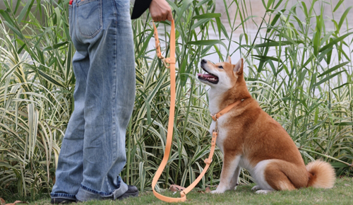 OKEYPETS - Explication détaillée de la laisse et du collier imperméables en PVC pour chien 1