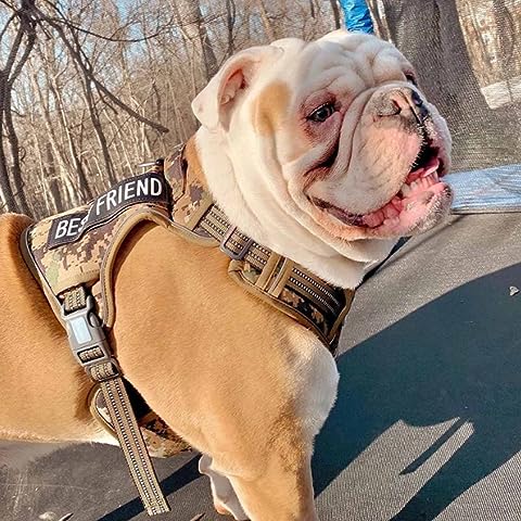 Les cinq races de chiens les plus populaires aux États-Unis 4