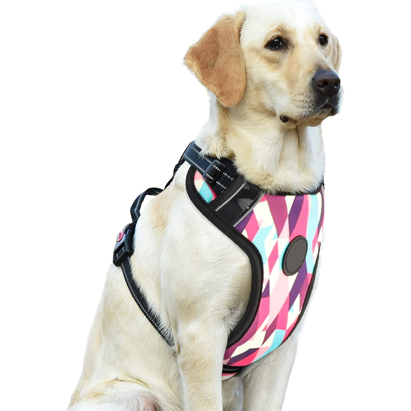 Les cinq races de chiens les plus populaires aux États-Unis 1