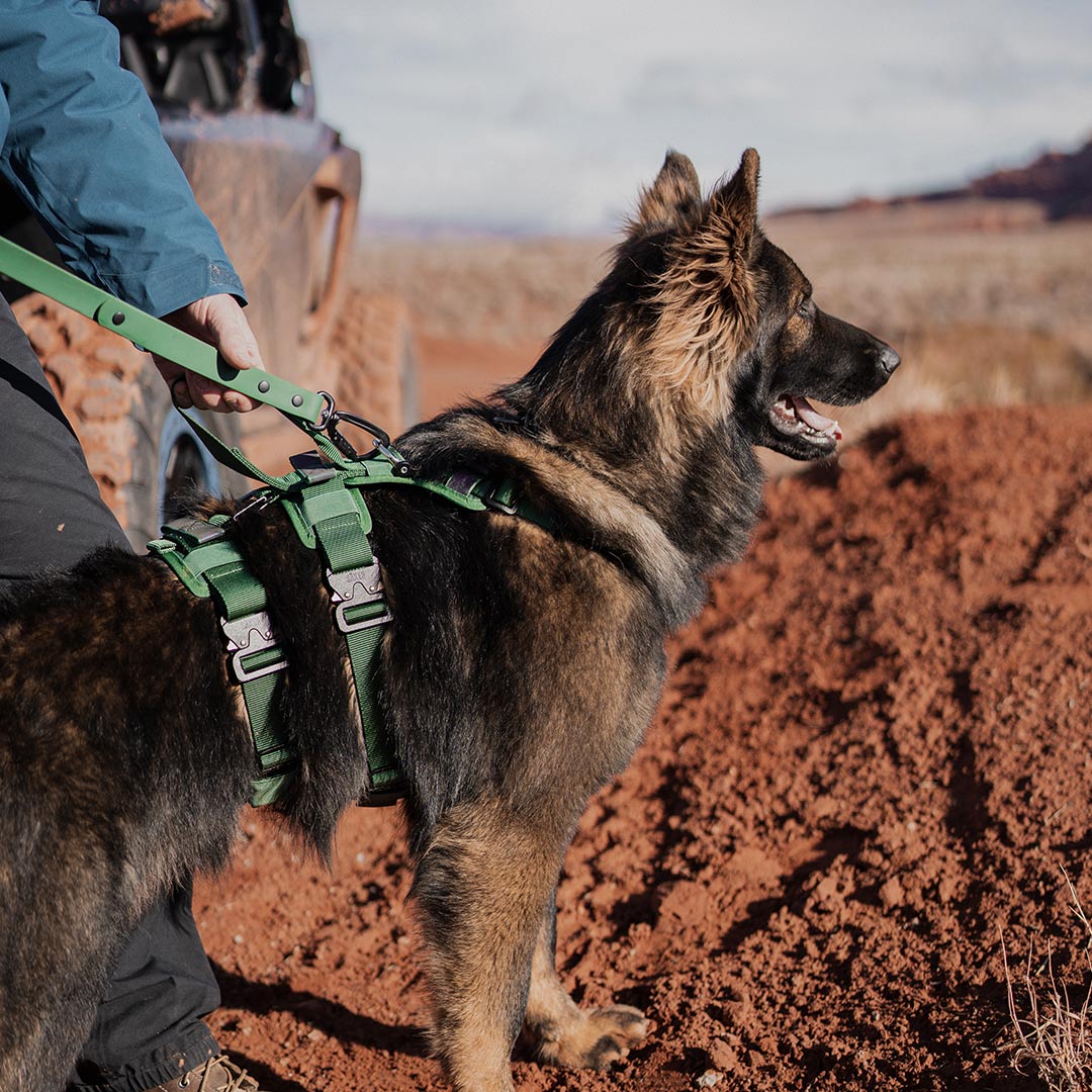 Les cinq races de chiens les plus populaires aux États-Unis 2