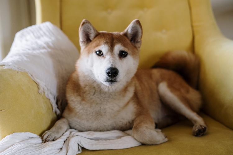 Aký je rozdiel medzi japonskou Akita Inu a Shiba Inu? 6