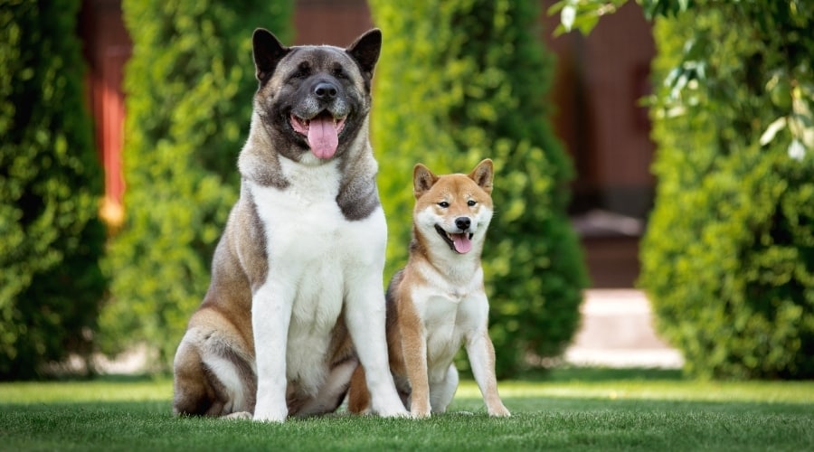 Aký je rozdiel medzi japonskou Akita Inu a Shiba Inu? 1
