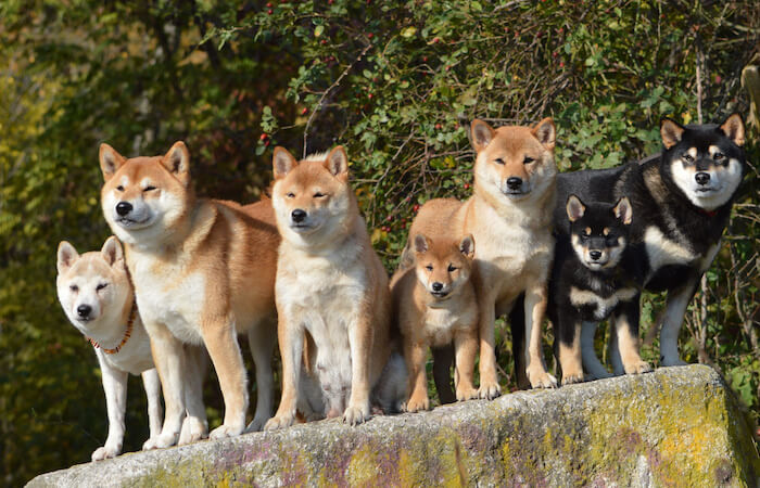 Aký je rozdiel medzi japonskou Akita Inu a Shiba Inu? 2