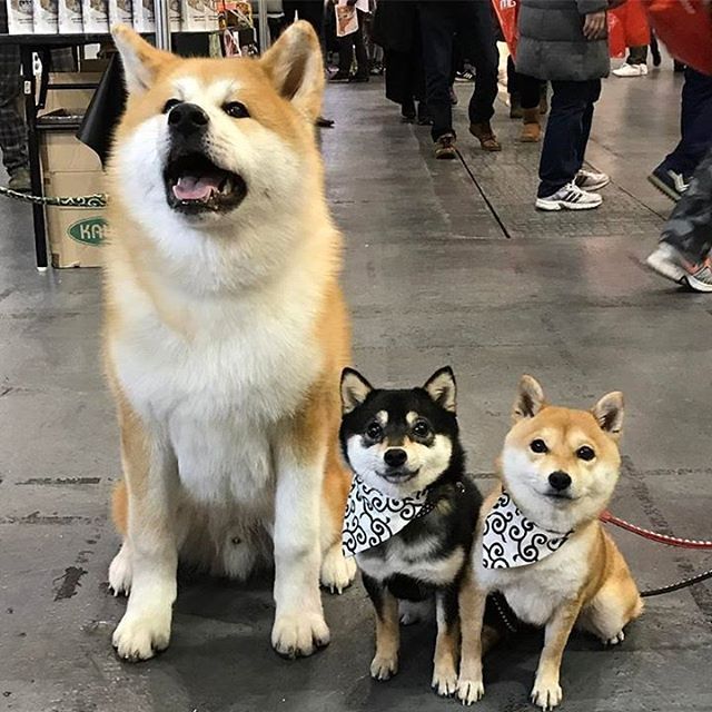 Aký je rozdiel medzi japonskou Akita Inu a Shiba Inu? 3