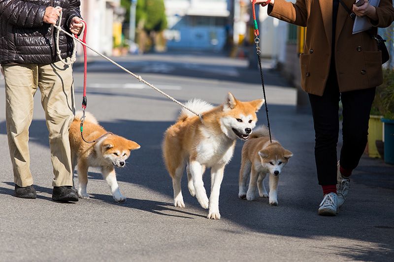 Aký je rozdiel medzi japonskou Akita Inu a Shiba Inu? 5