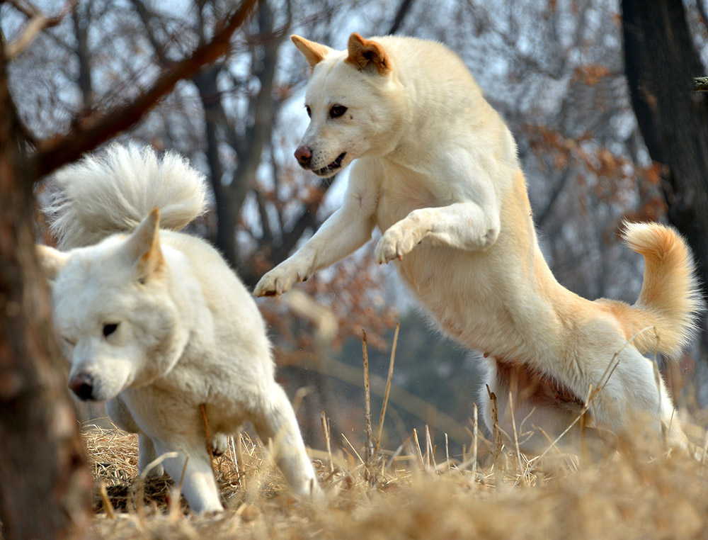 Quelle race de chien les Coréens aiment-ils élever ? 2