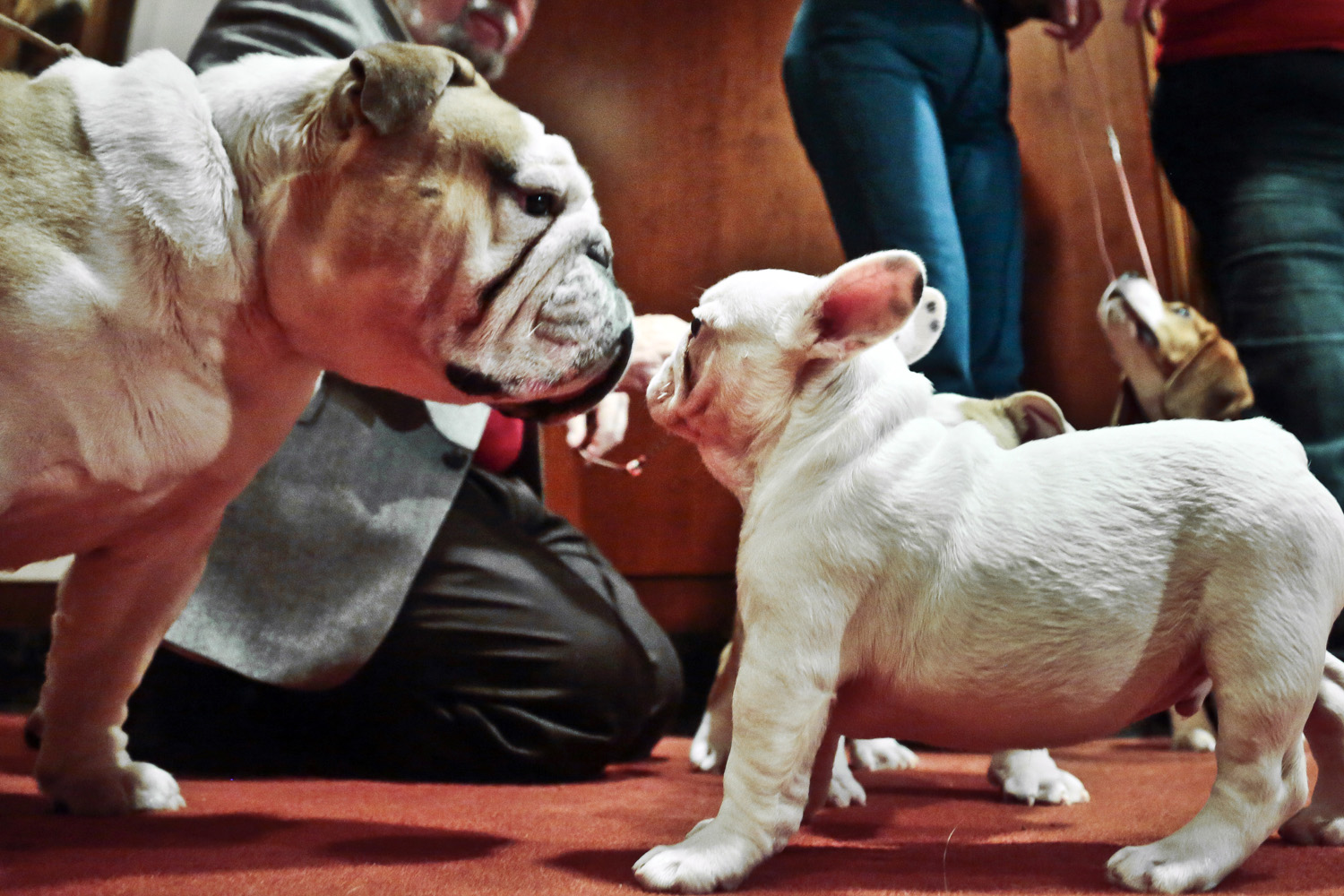 Wat is het verschil tussen een Franse bulldog en een Engelse bulldog? 4
