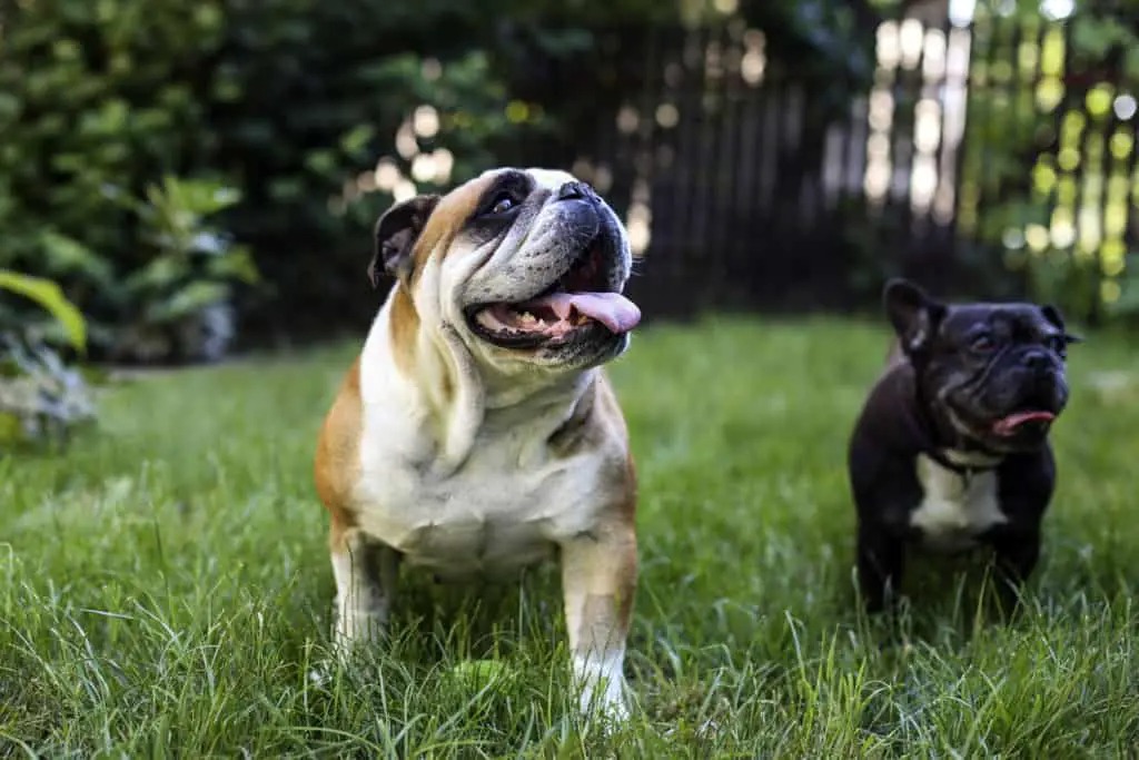 Wat is het verschil tussen een Franse bulldog en een Engelse bulldog? 2