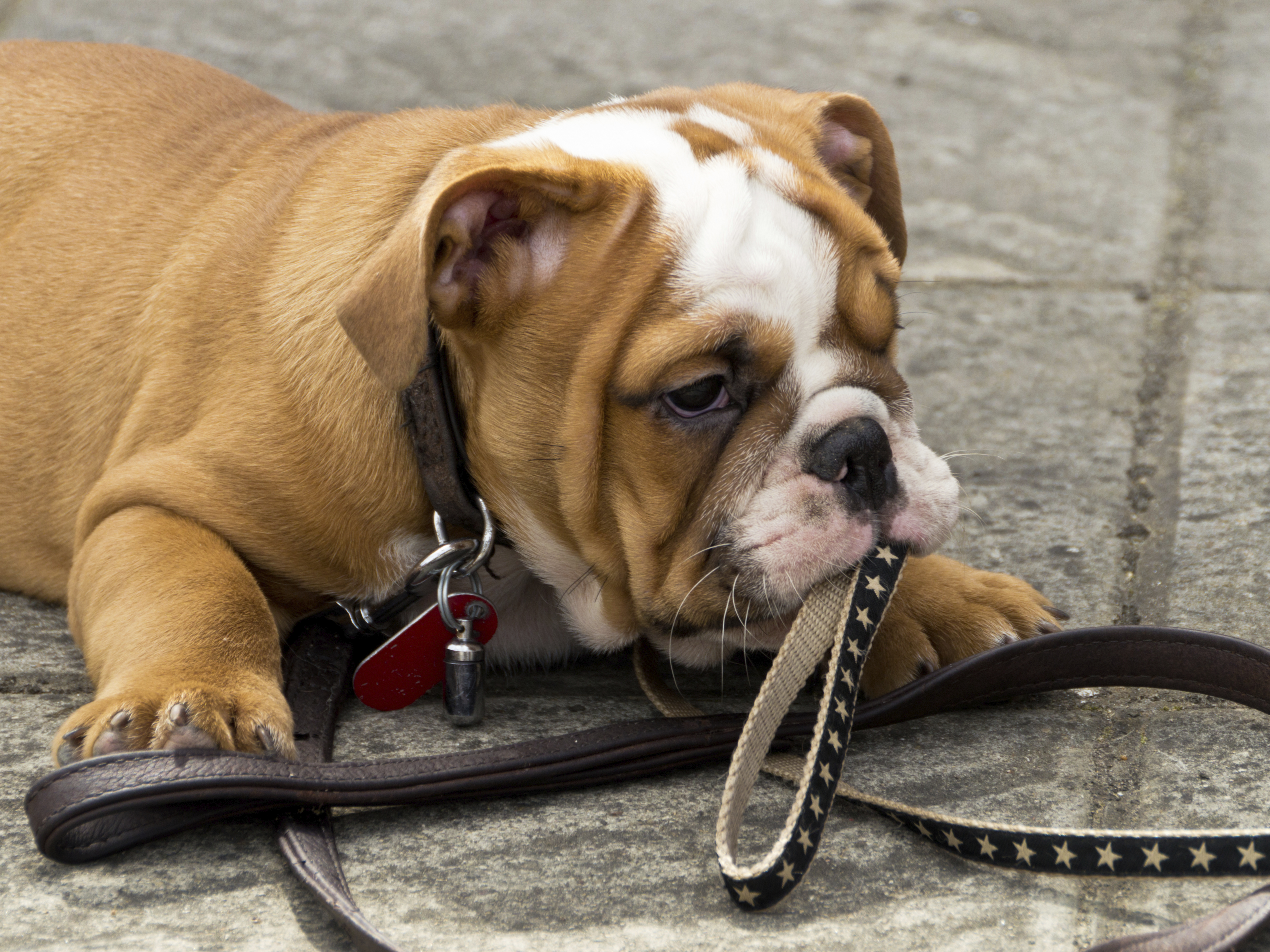 Wat is het verschil tussen een Franse bulldog en een Engelse bulldog? 7