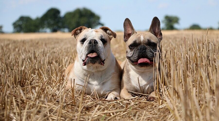 Wat is het verschil tussen een Franse bulldog en een Engelse bulldog? 3