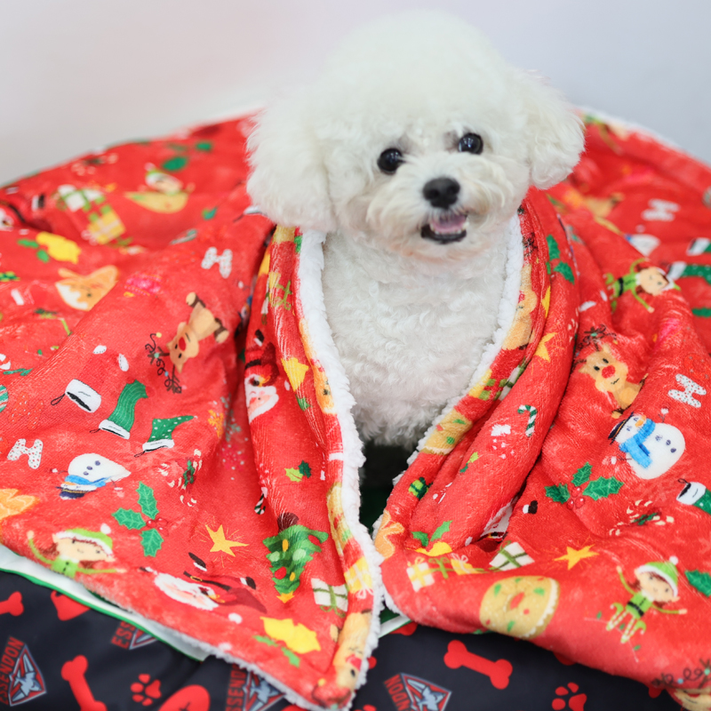  chien avec couverture