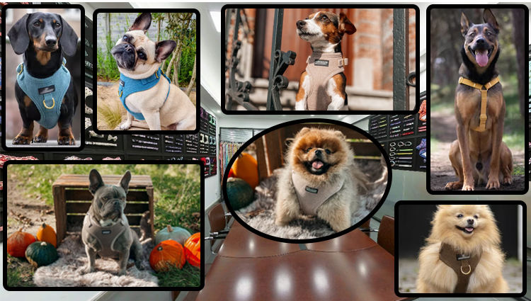 OKEYPETS Topp 10 favorittleker for katter med tilpasset selehalsbånd og bånd til kjæledyr 1