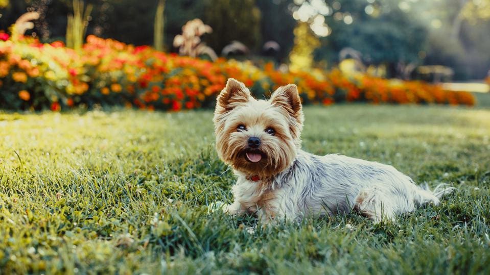 Jak groźny jest pies-tyran? 2