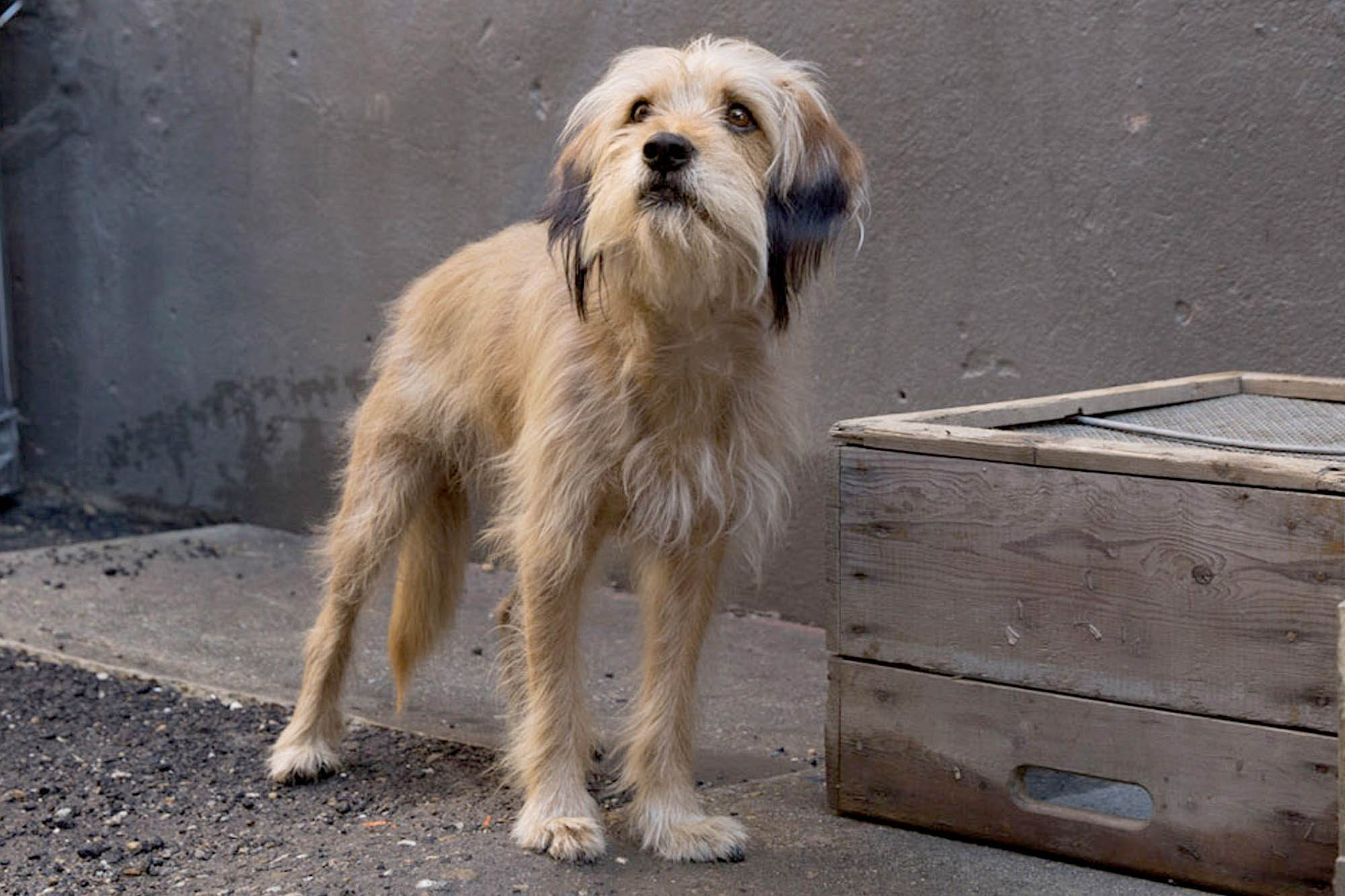 Quels sont quelques films classiques et émouvants sur les chiens ? 5