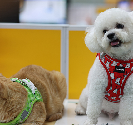 Quels sont quelques films classiques et émouvants sur les chiens ? 7