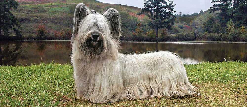 Welche Hunderassen haben kurze Beine? 10