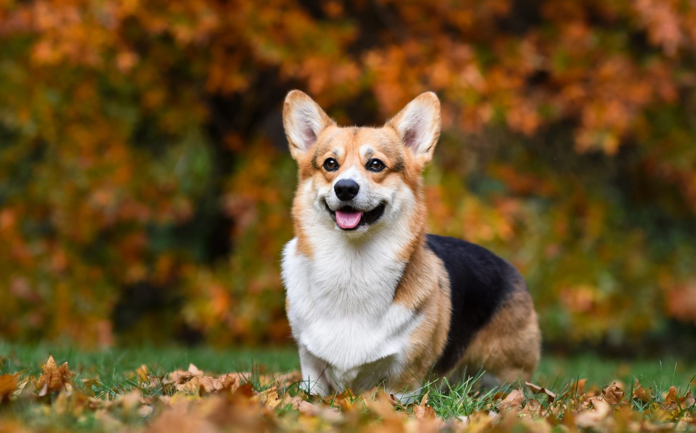Milyen jellemzői vannak egy corginak? 1