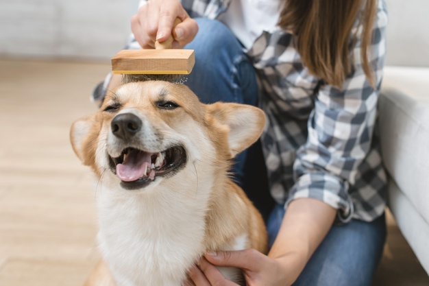 Milyen jellemzői vannak egy corginak? 5