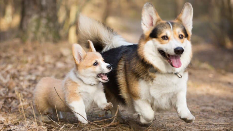 What Are the Characteristics of a Corgi? | OKEYPETS