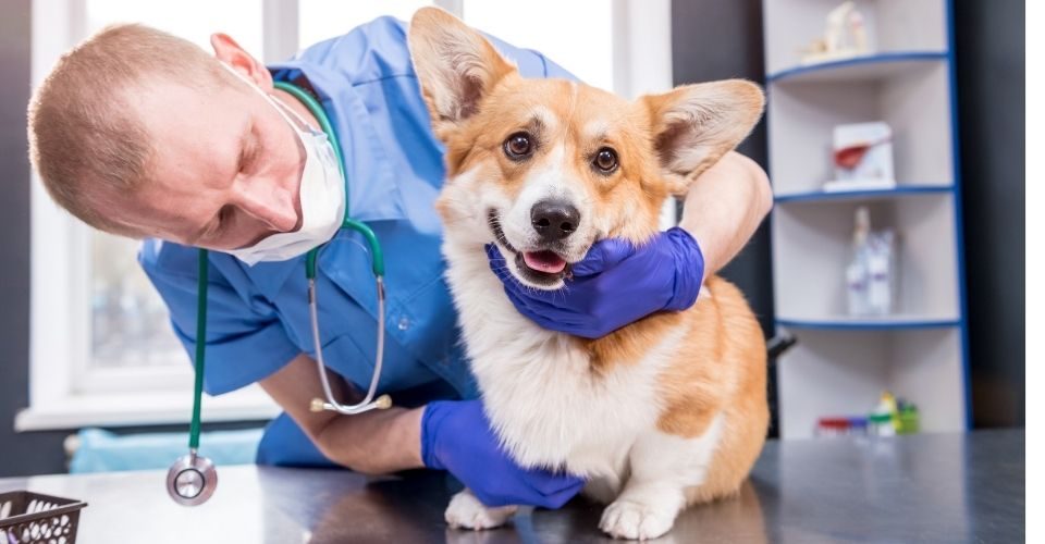 Milyen jellemzői vannak egy corginak? 4