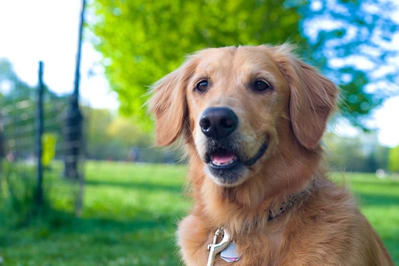 Quelles sont les caractéristiques d'un golden retriever ? 3