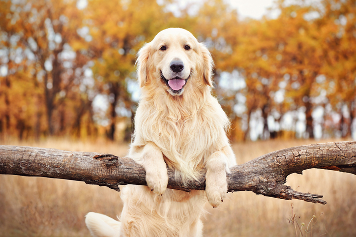 Quelles sont les caractéristiques d'un golden retriever ? 7
