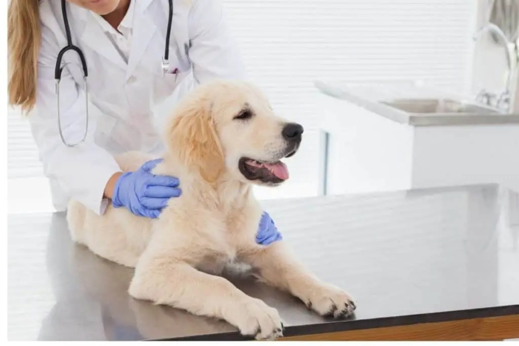 Quelles sont les caractéristiques d'un golden retriever ? 16