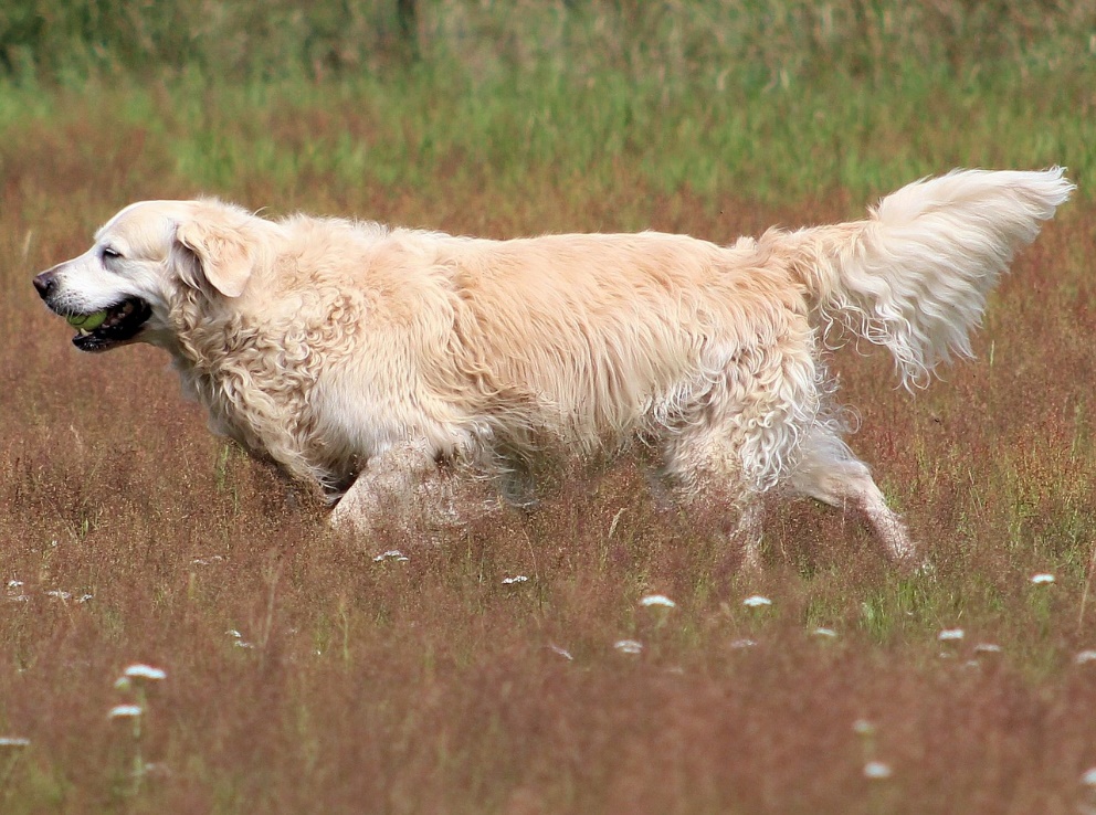 Quelles sont les caractéristiques d'un golden retriever ? 6