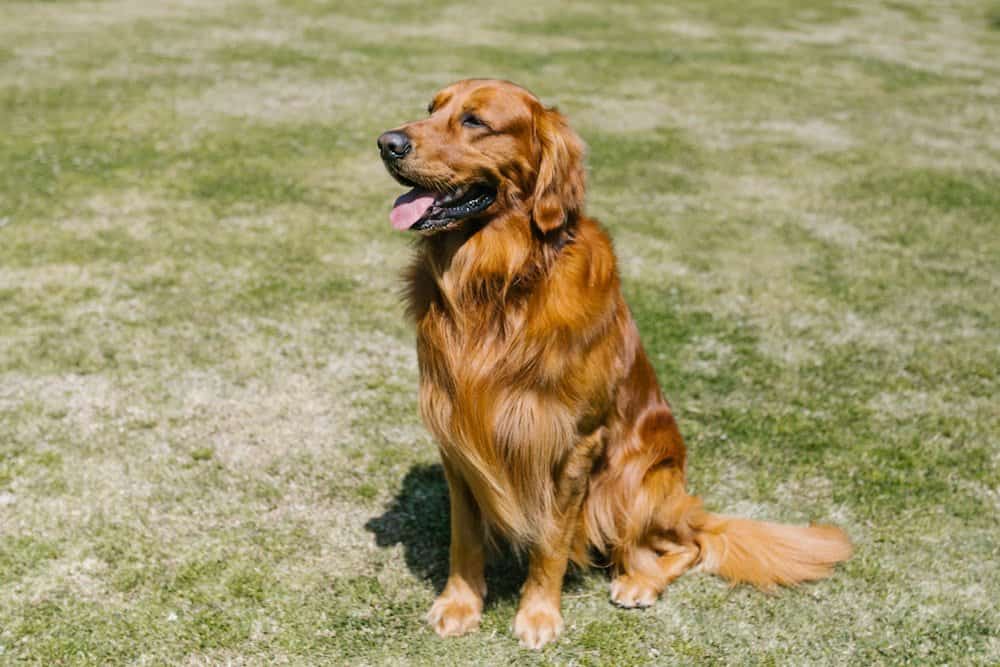 Quelles sont les caractéristiques d'un golden retriever ? 2