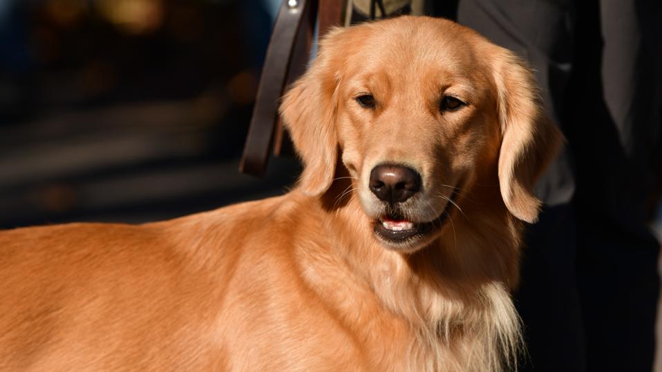 Quelles sont les caractéristiques d'un golden retriever ? 5