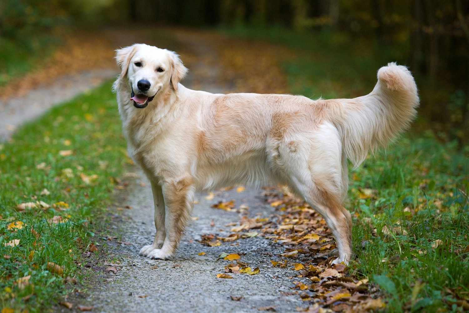 Quelles sont les caractéristiques d'un golden retriever ? 1