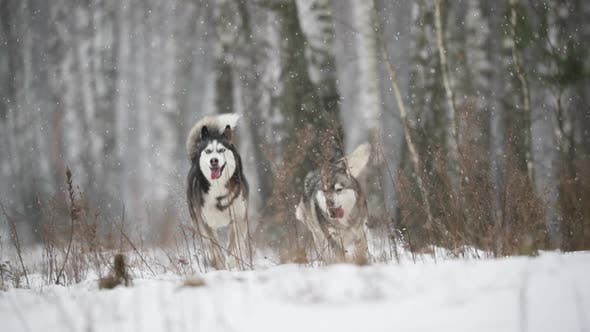 Quelles sont les caractéristiques des chiens sibériens ? 6