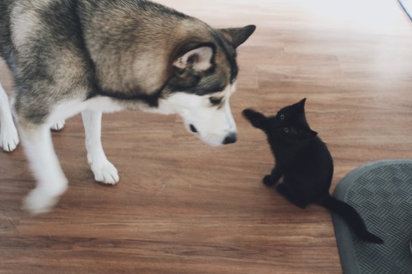 Quelles sont les caractéristiques des chiens sibériens ? 9