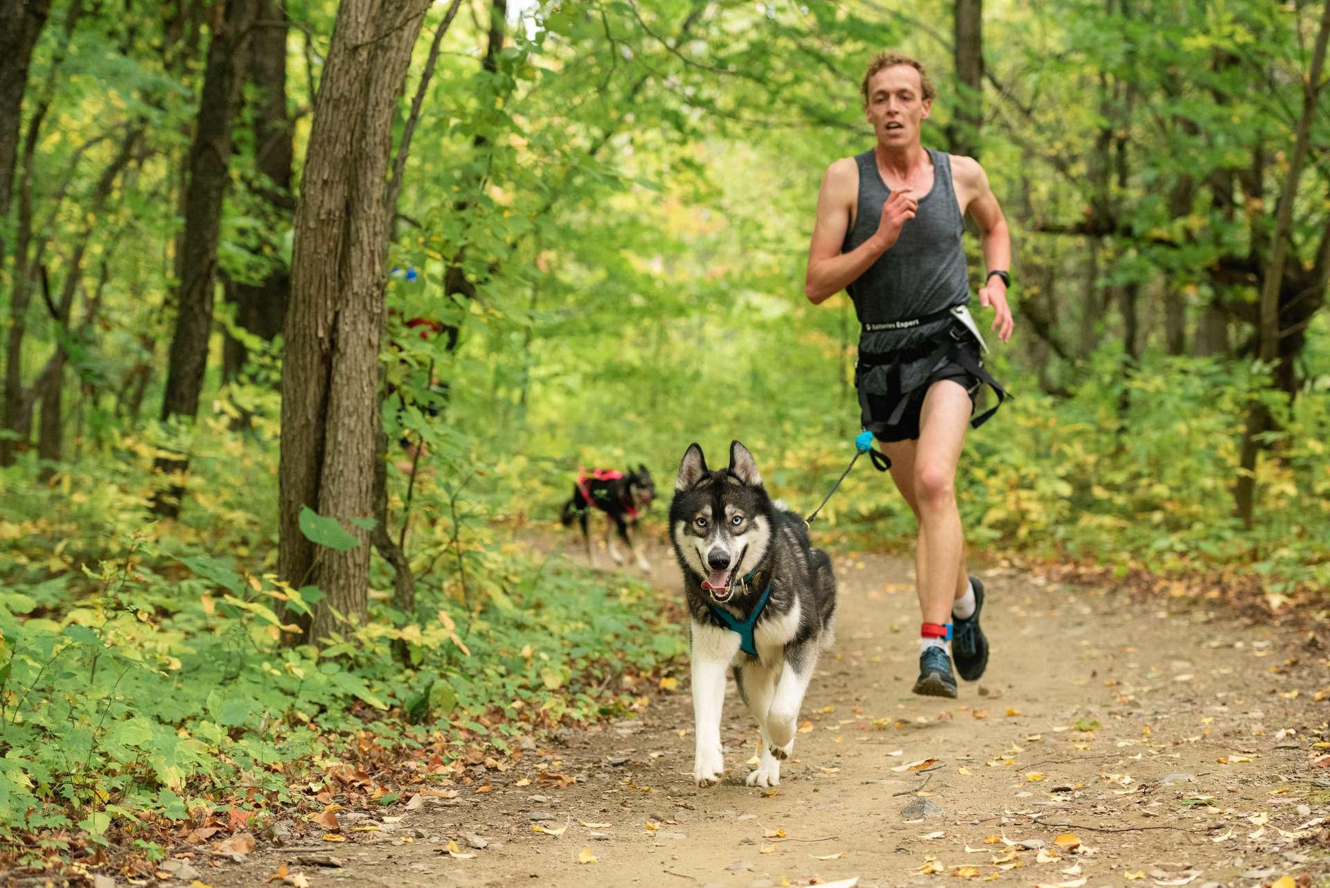 Quelles sont les caractéristiques des chiens sibériens ? 14